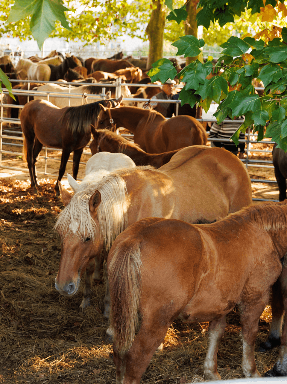 Un caballo espera su turno para salir
